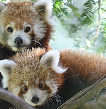 Zoo opłakuje utratę Nimy – samicy pandy czerwonej