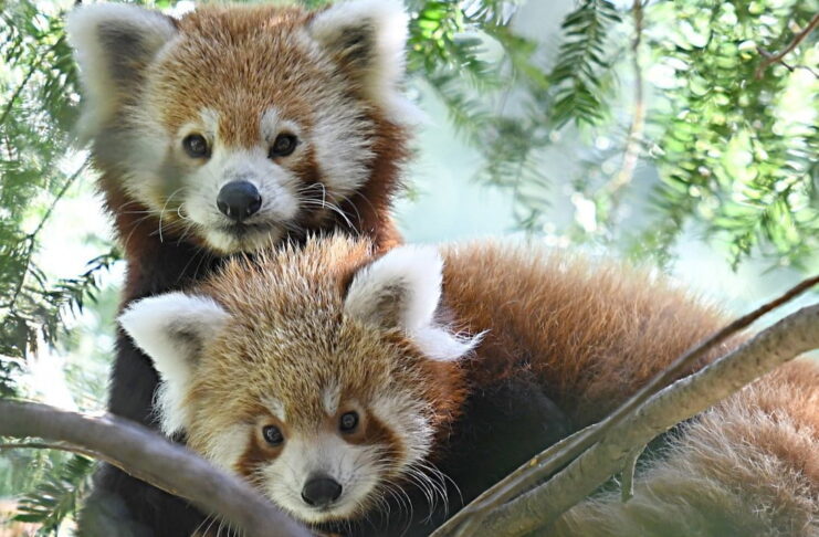 Zoo opłakuje utratę Nimy – samicy pandy czerwonej
