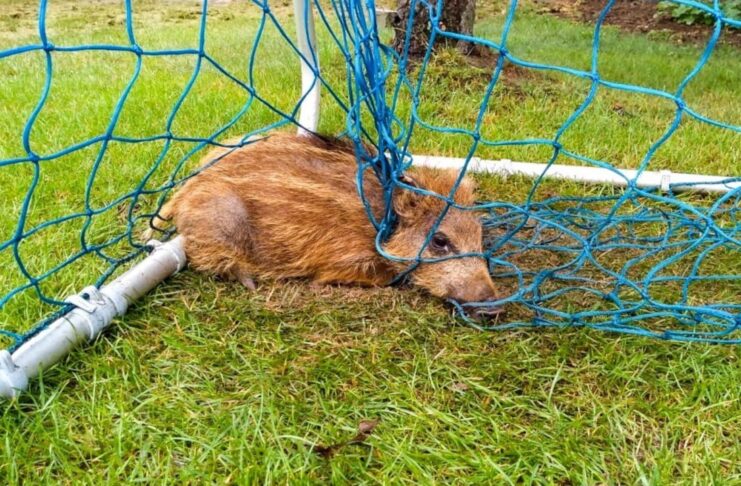 Policjanci pomogli… małym dzikom i przestraszonemu bocianowi