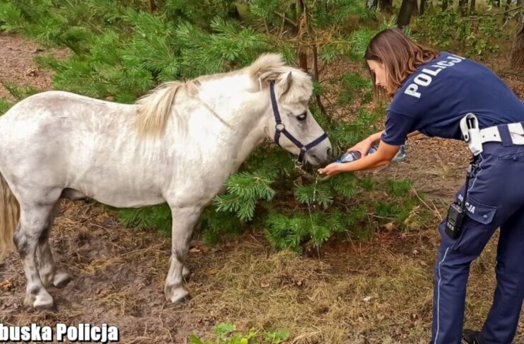 Koń na drodze krajowej 27. Rajd kucyka przerwali policjanci z grupy pościgowej Speed
