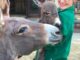 Osiołek Otto – 19. źrebię oślej pary Camilli i Herberta przyszło na świat w Zoo Görlitz