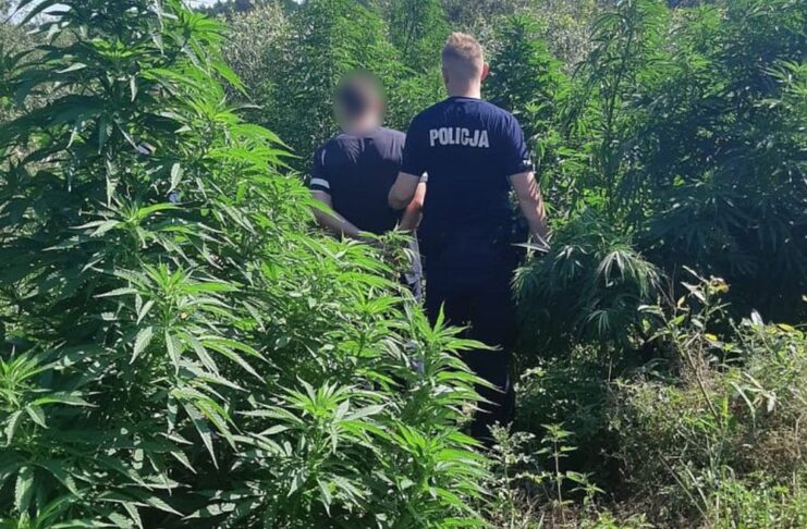 Plantacja konopi indyjskich w Kargowej zlikwidowana przez dzielnicowych. Krzewy miały ponad 2 metry