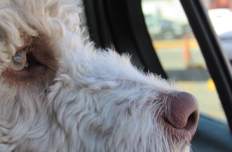 Zostawił psa w samochodzie. Prokurator wnioskuje o wyrok bez rozprawy