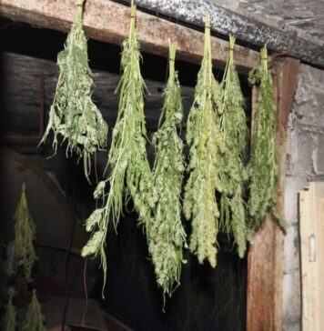 Poszukiwany mężczyzna miał w domu prawie 2 kg marihuany. Konopie suszył w piwnicy