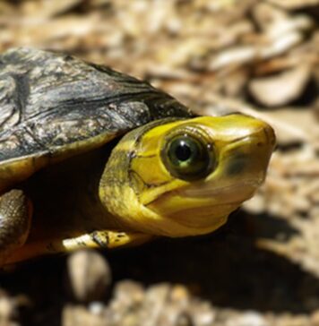 Ogrody zoologiczne zwiększają zaangażowanie w ochronę gatunków Żółw Cuora