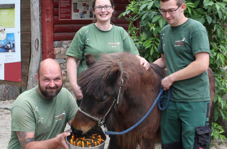 Kuc szetlandzki "Ronny"