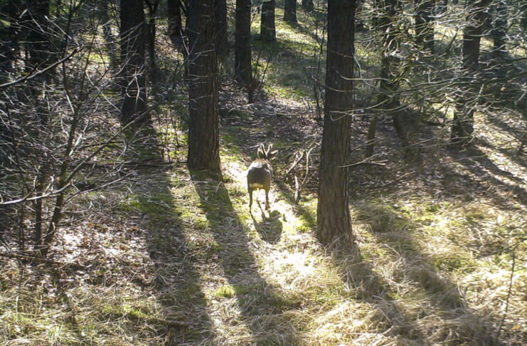 59-latek zastawiał wnyki i kłusował na sarny. Upolowaną zwierzynę sprzedawał za alkohol Sarna