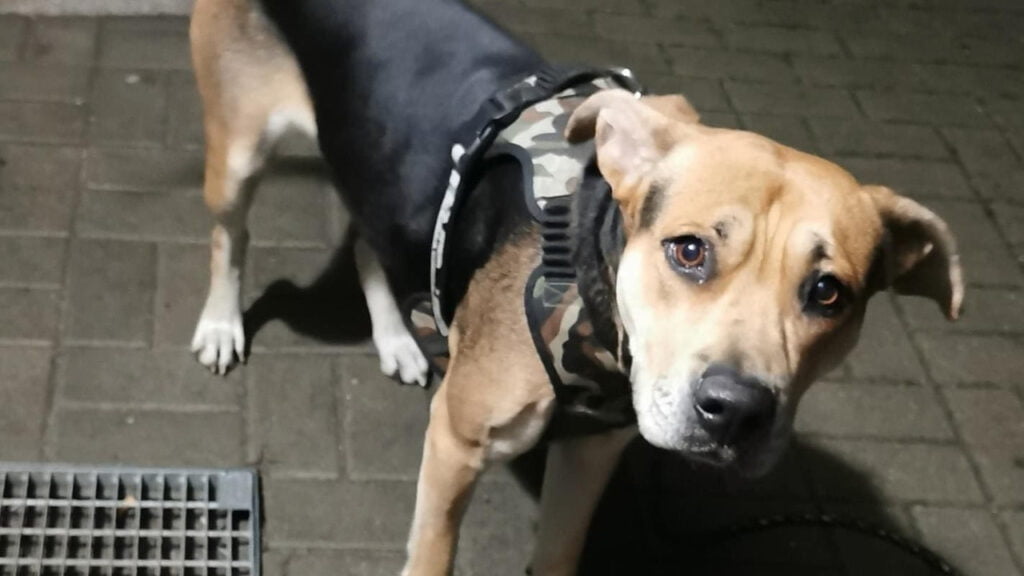 Kto porzucił psa w Kożuchowie? Poszukiwany właściciel 