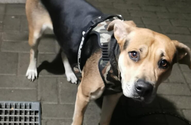 Kto porzucił psa w Kożuchowie? Poszukiwany właściciel Pies porzucony w Kożuchowie