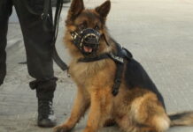 Policyjny pies Alex
