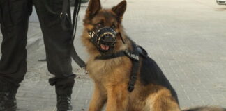 Policyjny pies Alex