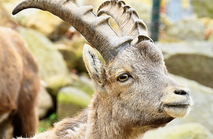 Koziorożec alpejski Stefan ze Stuttgartu w Naszym Zoo Koziorożec alpejski Stefan