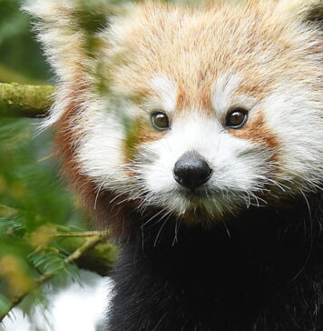 Panda czerwona Zayah