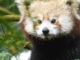 Młoda samica pandy czerwonej z Holandii wprowadziła się do Naszego Zoo Panda czerwona Zayah