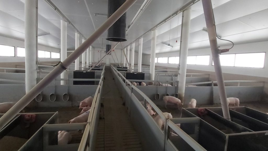 ASF i niskie ceny wieprzowiny szkodzą hodowli w Lubuskiem [analiza]
