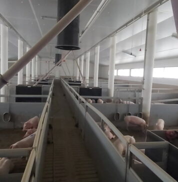Hodowla trzody chlewnej