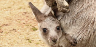 Młody kangur