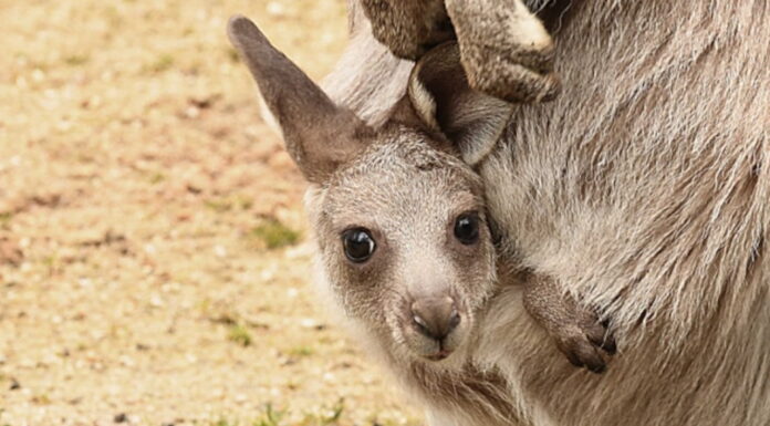 Trzy torby pełne kangurów Młody kangur