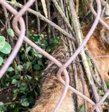 Lis złapany we wnyki