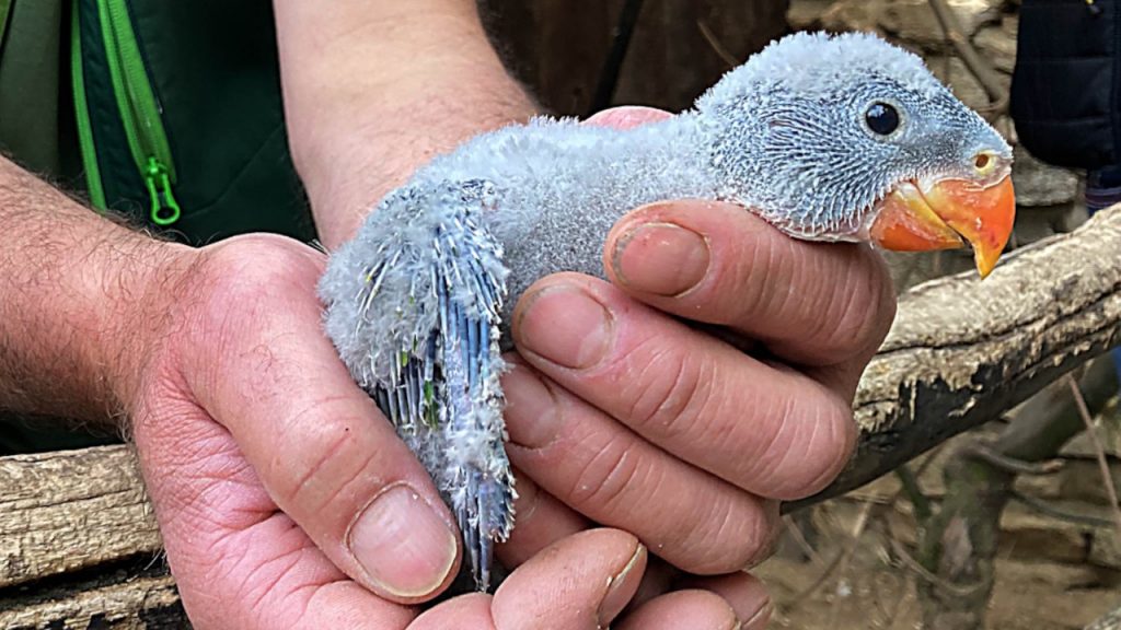 Nasze Zoo: Młode papugi wyfrunęły z budek lęgowych w wolierze Qishan