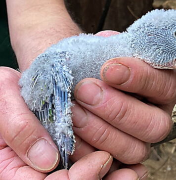 Nasze Zoo: Młode papugi wyfrunęły z budek lęgowych w wolierze Qishan Młoda Aleksandretta