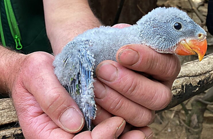 Młoda Aleksandretta