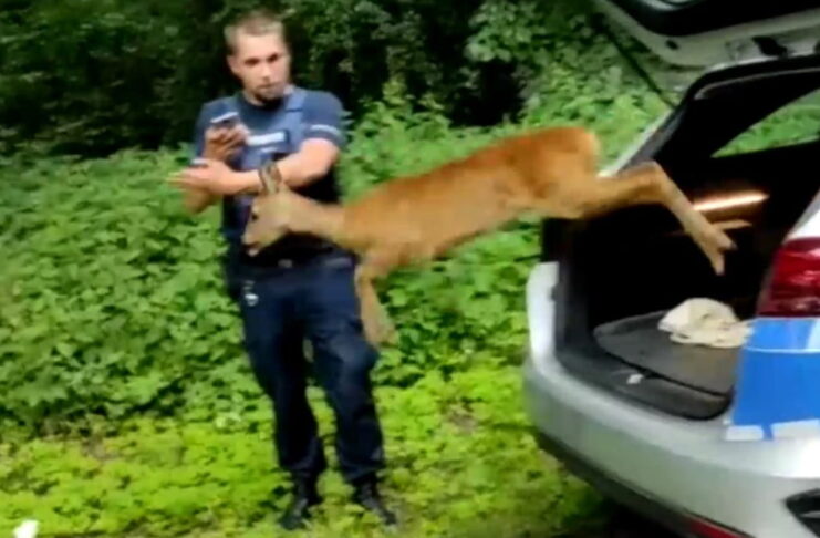 Sarenka wróciła na łono natury