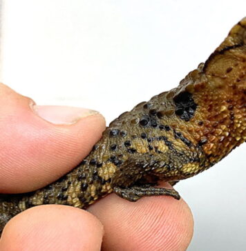 Dinozaury w formacie mini Dinozaury w formacie mini