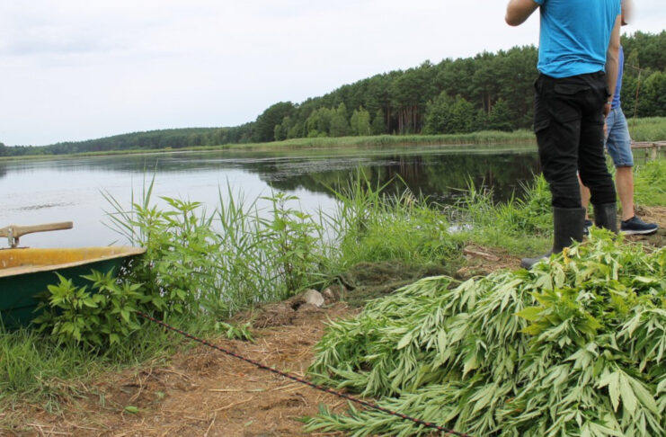 Hodowla konopi indyjskich na wyspie stawu hodowlanego