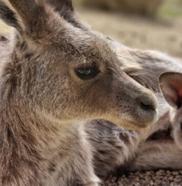Zamknięcie Zoo w Görlitz nie wchodzi w grę Kangur
