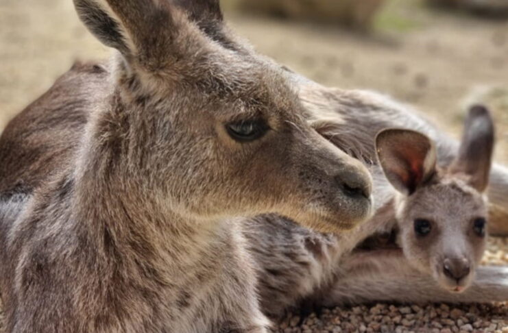 Zamknięcie Zoo w Görlitz nie wchodzi w grę Kangur
