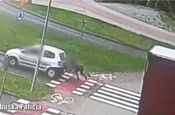 Potrącenie rowerzystki w Zielonej Górze