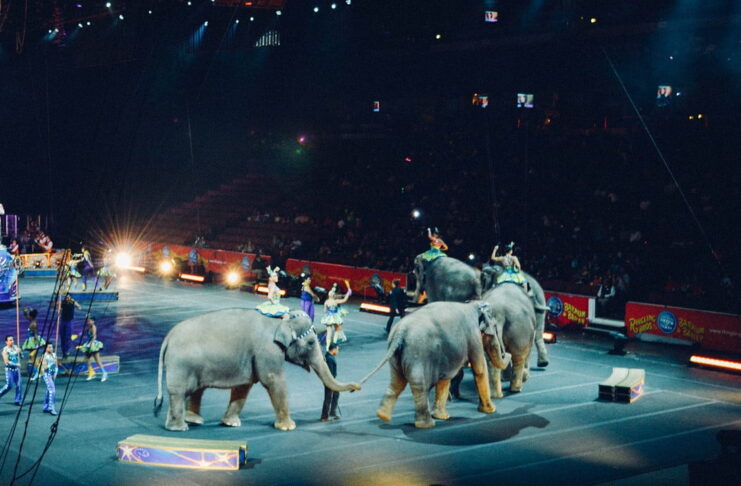 Młoda Lewica składa wniosek do burmistrza Żar: „NIE dla zwierząt w cyrkach” Zwierzęta w cyrku