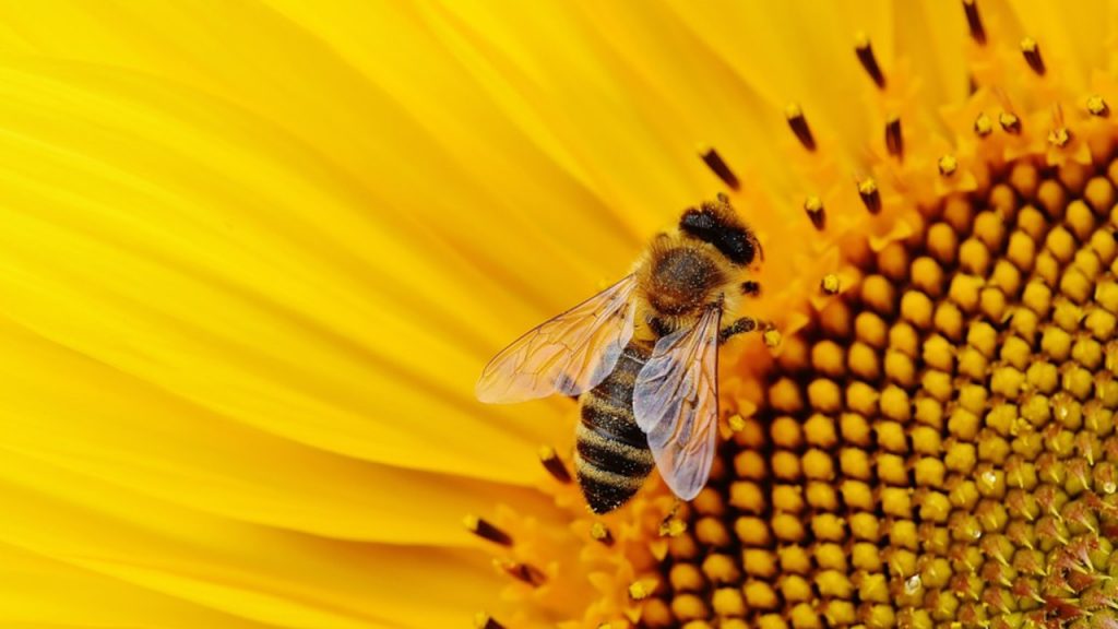 8 sierpnia to Wielki Dzień Pszczół. Warto docenić ich rolę w przyrodzie