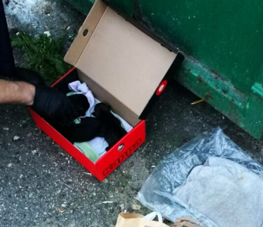 Szczenięta wyrzucone na śmietnik w Szprotawie