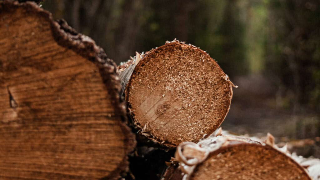 Poszukiwany 38-latek złapany na kradzieży drewna z lasu