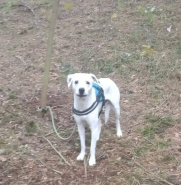 Ktoś przywiązał psa do drzewa w Czarnowie