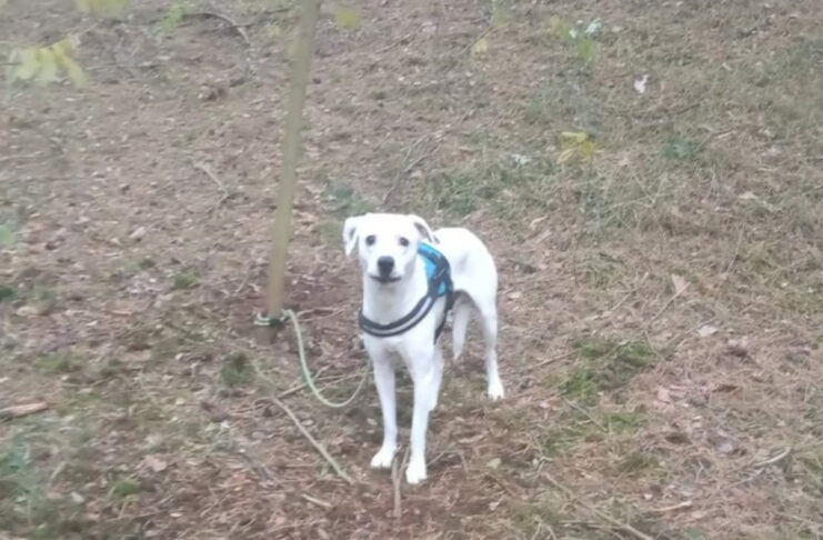 Ktoś przywiązał psa do drzewa w Czarnowie