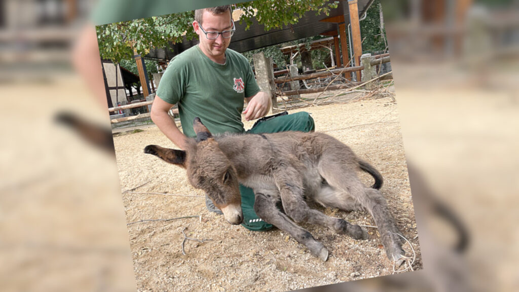 W Zoo Görlitz przyszło na świat źrebię osła. "Emil jest inny"