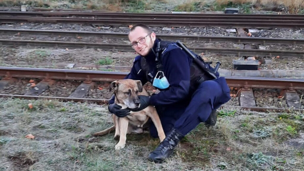 Policjanci uratowali psa, który wpadł do głębokiego wykopu
