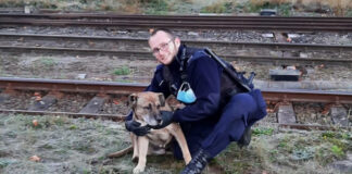Policjanci uratowali psa z głębokiego wykopu