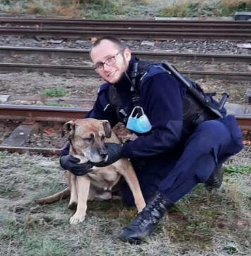 Policjanci uratowali psa z głębokiego wykopu