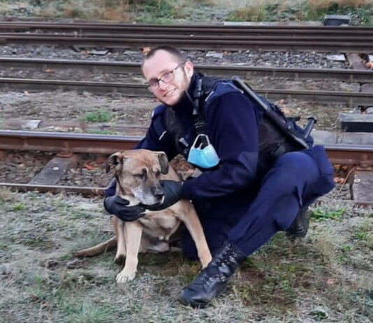 Policjanci uratowali psa z głębokiego wykopu