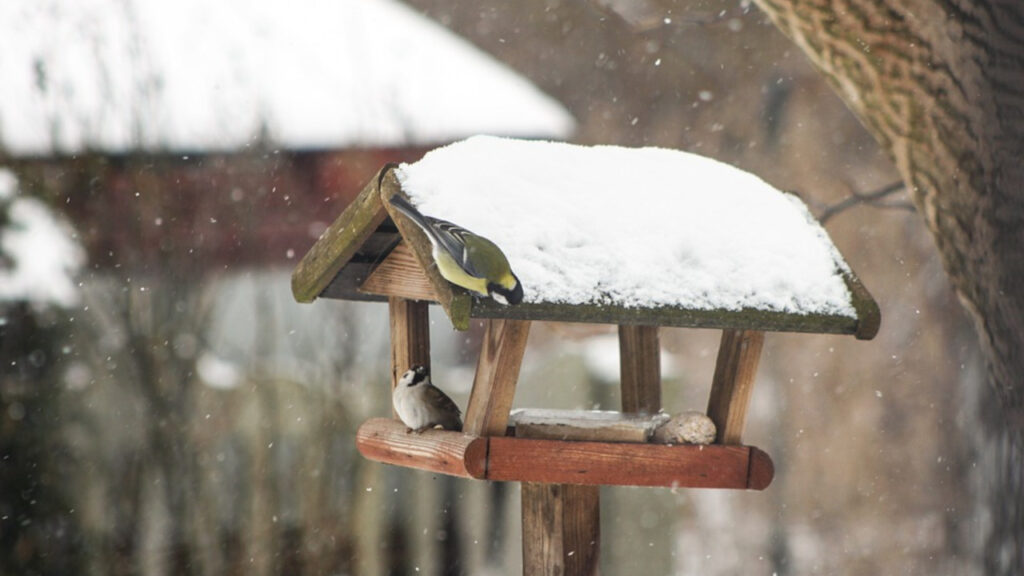 Dokarmianie ptaków zimą. Jak urządzić ptasią stołówkę? #PoPierwszeNieSzkodzić