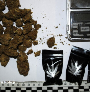 17-latek zatrzymany za posiadanie narkotyków. W jego mieszkaniu znaleziono 200 porcji marihuany Marihuana