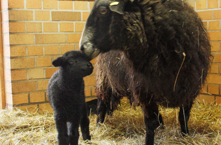 Pierwsze potomstwo zagrożonej wyginięciem owcy pomorskiej w 2022 roku Owca pomorska