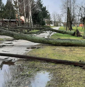 Powalone drzewa w powiecie sulęcińskim