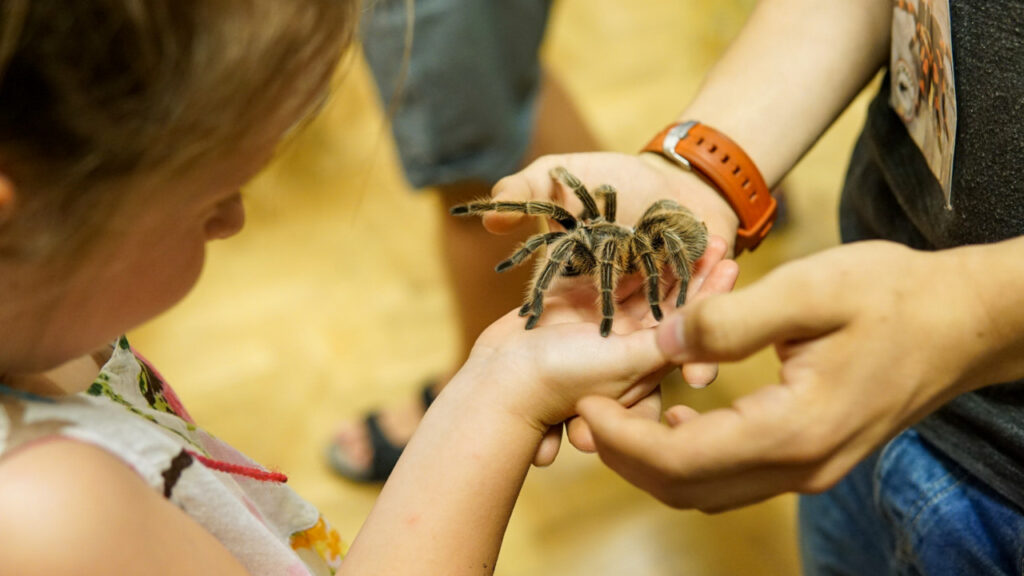 Niesamowita wystawa pająków i skorpionów w Krośnie Odrzańskim