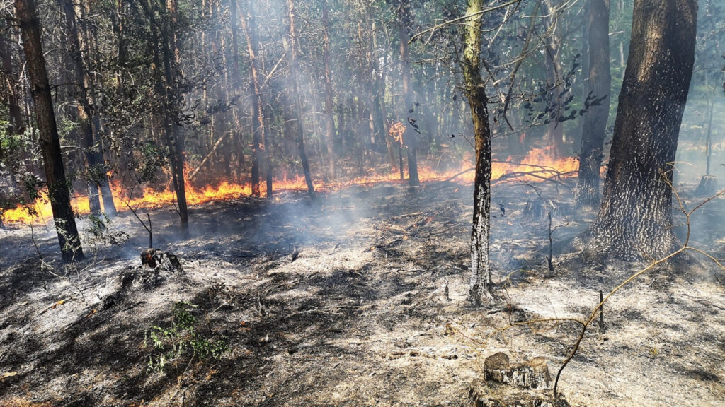 Groźne pożary lasów w Lubuskiem. W ogniu stanęło też wysypisko śmieci w Długoszynie