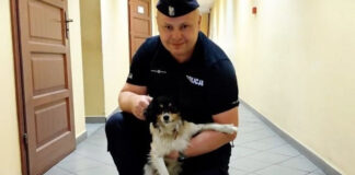 Piesek uratowany przez policjantów w Sulechowa na S3